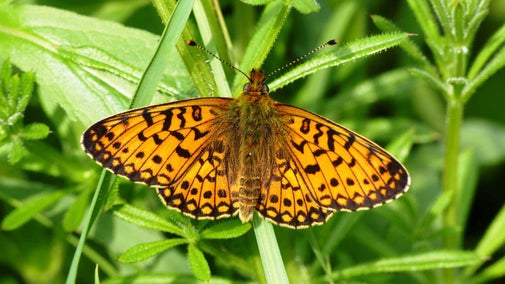 A close up of a small pearl-bordered fritillary butterfly on a green plant in Killerton, Deon